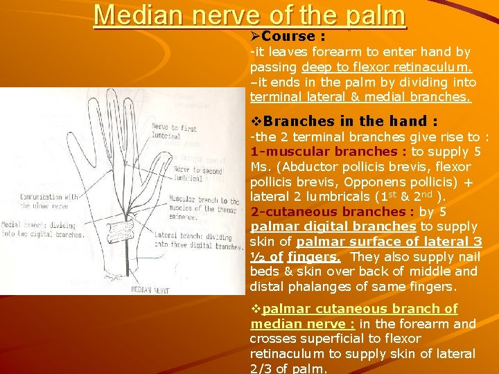 Median nerve of the palm ØCourse : -it leaves forearm to enter hand by