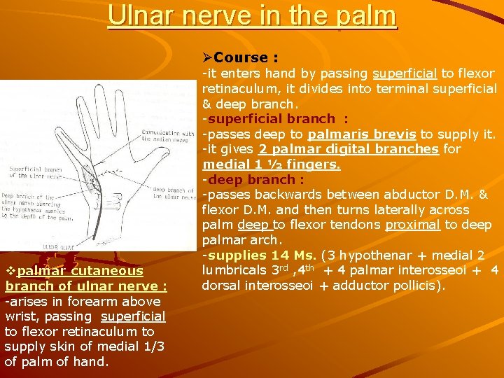 Ulnar nerve in the palm ØCourse : vpalmar cutaneous branch of ulnar nerve :