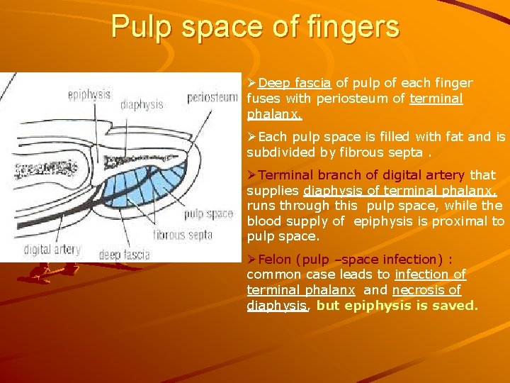 Pulp space of fingers ØDeep fascia of pulp of each finger fuses with periosteum