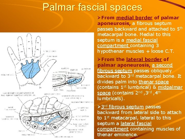 Palmar fascial spaces ØFrom medial border of palmar aponeurosis, a fibrous septum passes backward