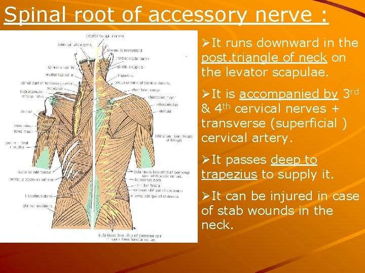 Spinal root of accessory nerve : ØIt runs downward in the post. triangle of