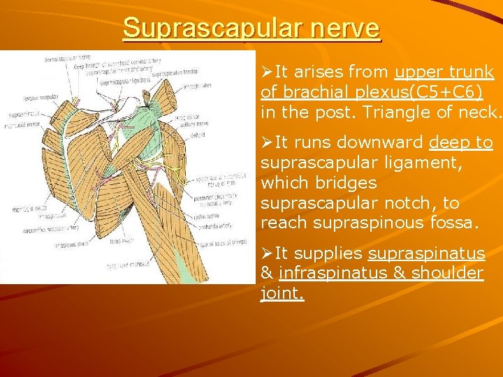 Suprascapular nerve ØIt arises from upper trunk of brachial plexus(C 5+C 6) in the