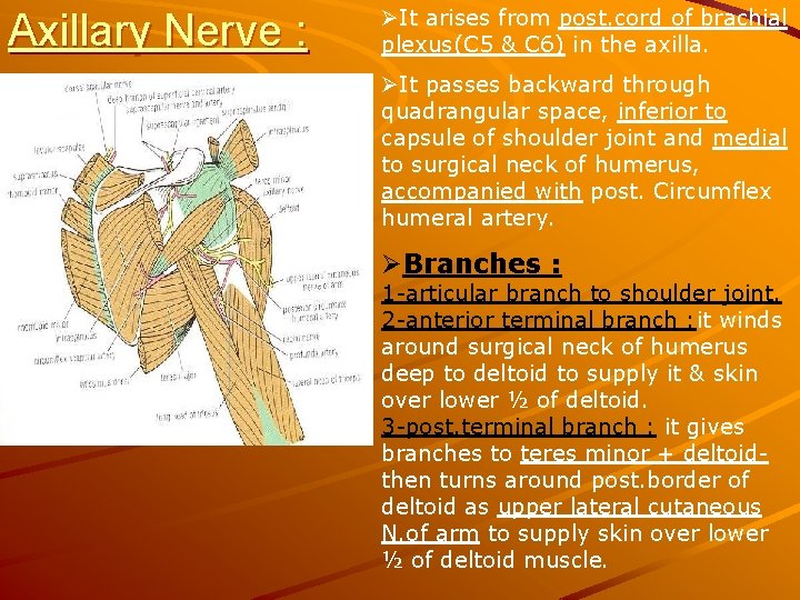 Axillary Nerve : ØIt arises from post. cord of brachial plexus(C 5 & C