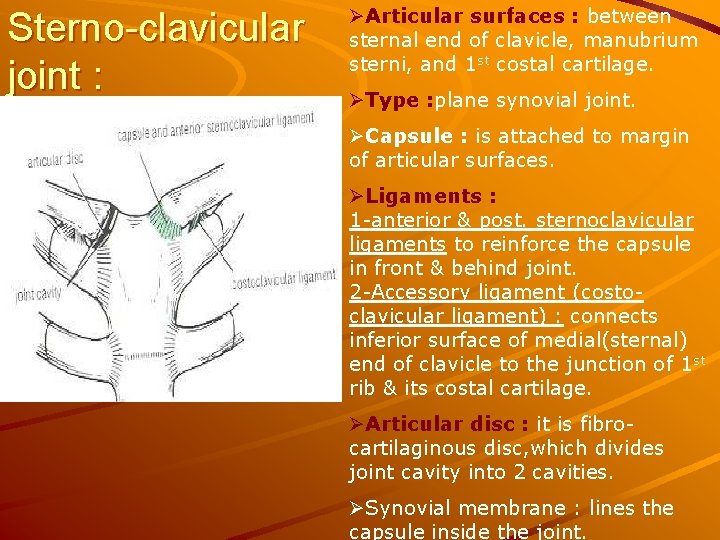Sterno-clavicular joint : ØArticular surfaces : between sternal end of clavicle, manubrium sterni, and