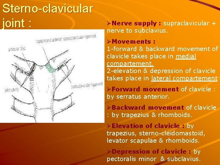 Sterno-clavicular joint : ØNerve supply : supraclavicular + nerve to subclavius. ØMovements : 1