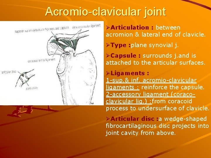 Acromio-clavicular joint ØArticulation : between acromion & lateral end of clavicle. ØType : plane