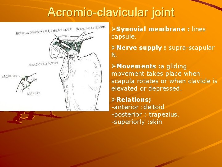 Acromio-clavicular joint ØSynovial membrane : lines capsule. ØNerve supply : supra-scapular N. ØMovements :
