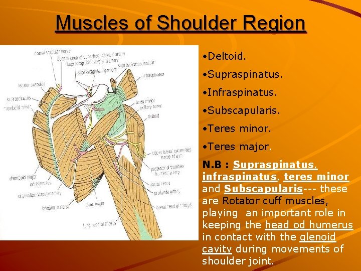 Muscles of Shoulder Region • Deltoid. • Supraspinatus. • Infraspinatus. • Subscapularis. • Teres