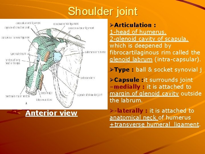 Shoulder joint ØArticulation : 1 -head of humerus. 2 -glenoid cavity of scapula, which