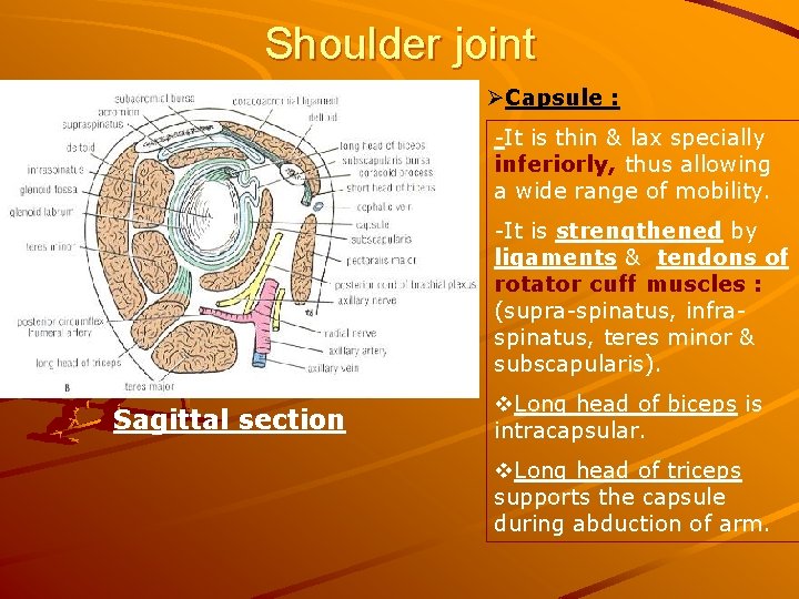 Shoulder joint ØCapsule : -It is thin & lax specially inferiorly, thus allowing a