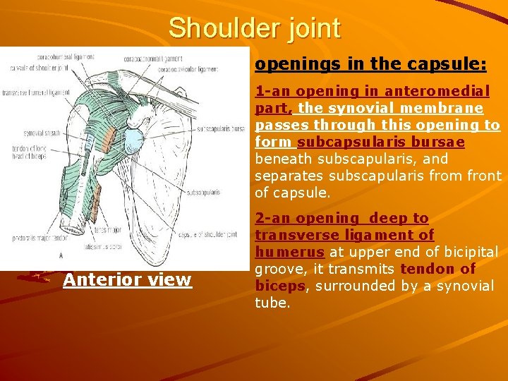 Shoulder joint openings in the capsule: 1 -an opening in anteromedial part, the synovial