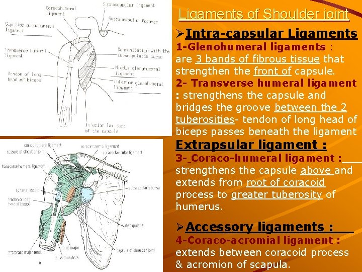 Ligaments of Shoulder joint ØIntra-capsular Ligaments 1 -Glenohumeral ligaments : are 3 bands of