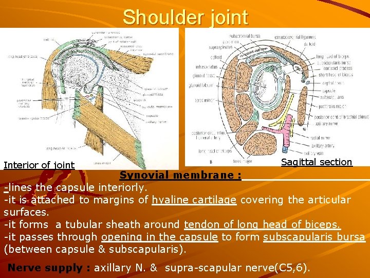 Shoulder joint Interior of joint Sagittal section Synovial membrane : -lines the capsule interiorly.