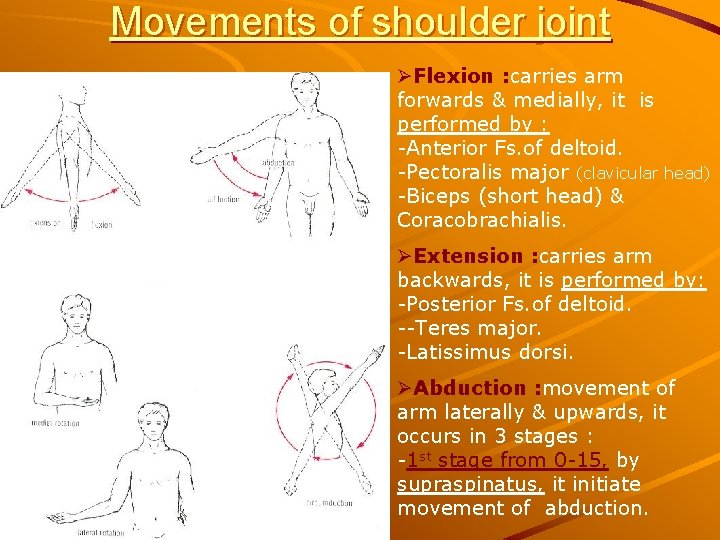 Movements of shoulder joint ØFlexion : carries arm forwards & medially, it is performed