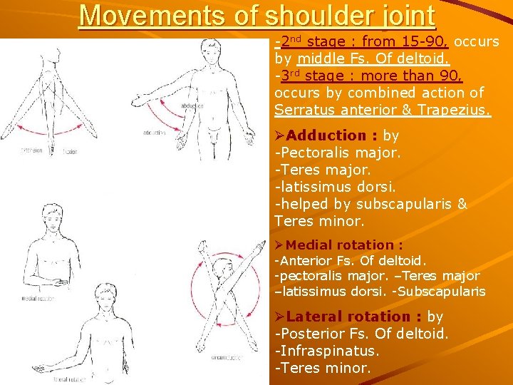 Movements of shoulder joint -2 nd stage : from 15 -90, occurs by middle