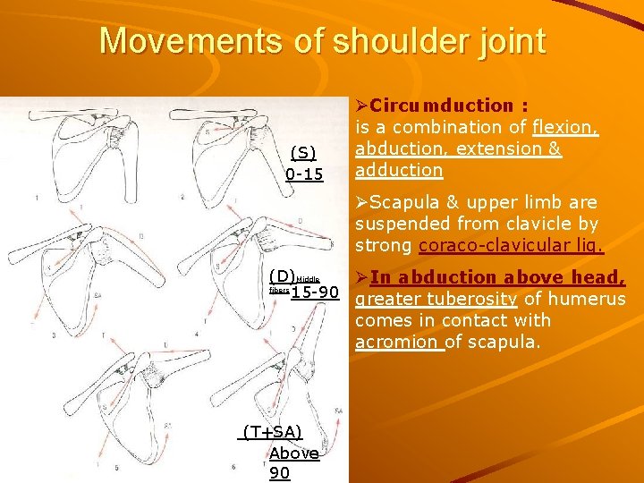 Movements of shoulder joint (S) 0 -15 ØCircumduction : is a combination of flexion,