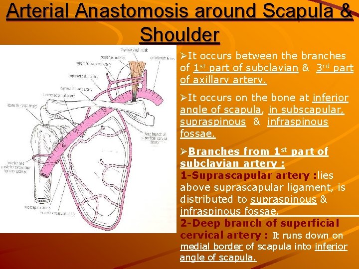 Arterial Anastomosis around Scapula & Shoulder ØIt occurs between the branches of 1 st