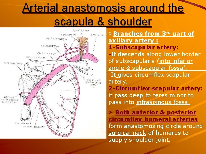 Arterial anastomosis around the scapula & shoulder ØBranches from 3 rd part of axillary