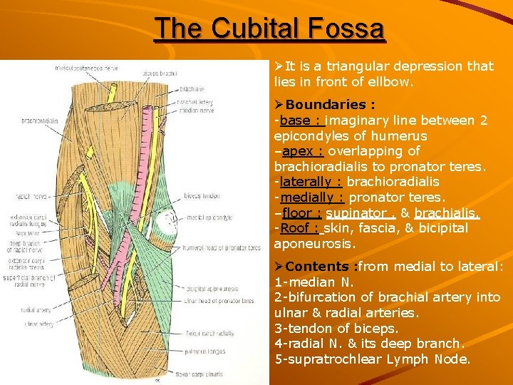 The Cubital Fossa ØIt is a triangular depression that lies in front of ellbow.