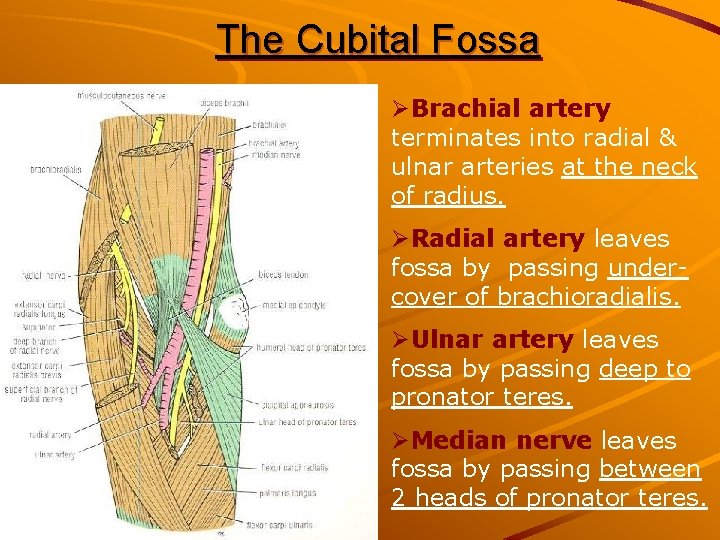 The Cubital Fossa ØBrachial artery terminates into radial & ulnar arteries at the neck