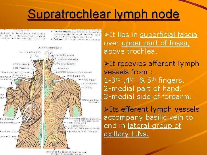 Supratrochlear lymph node ØIt lies in superficial fascia over upper part of fossa, above