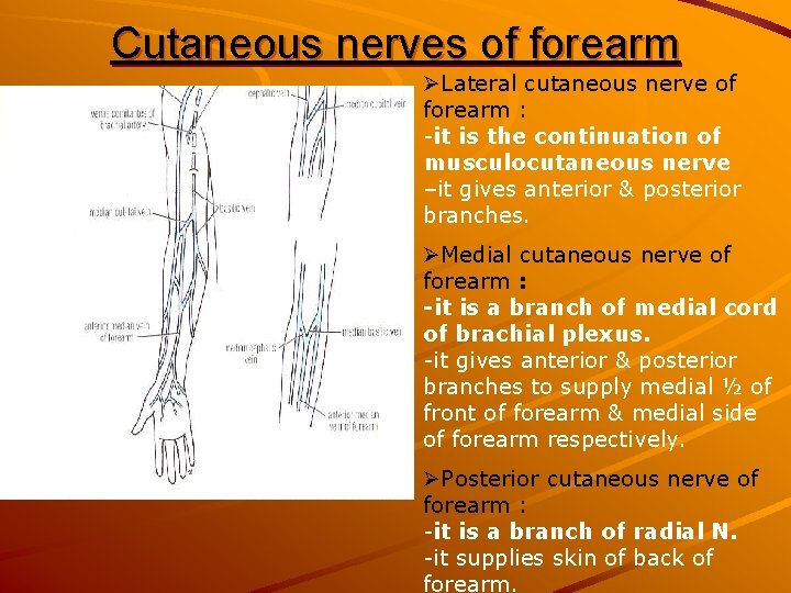 Cutaneous nerves of forearm ØLateral cutaneous nerve of forearm : -it is the continuation