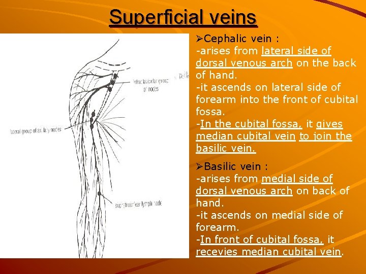 Superficial veins ØCephalic vein : -arises from lateral side of dorsal venous arch on