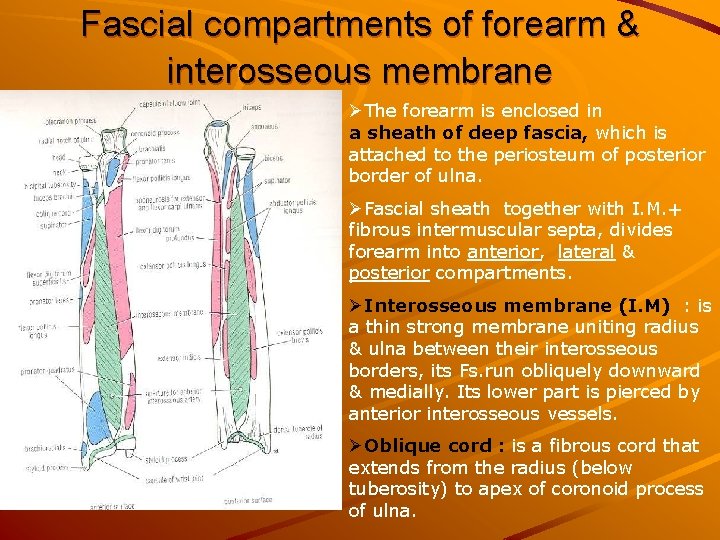 Fascial compartments of forearm & interosseous membrane ØThe forearm is enclosed in a sheath