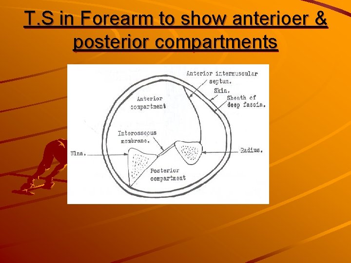 T. S in Forearm to show anterioer & posterior compartments 