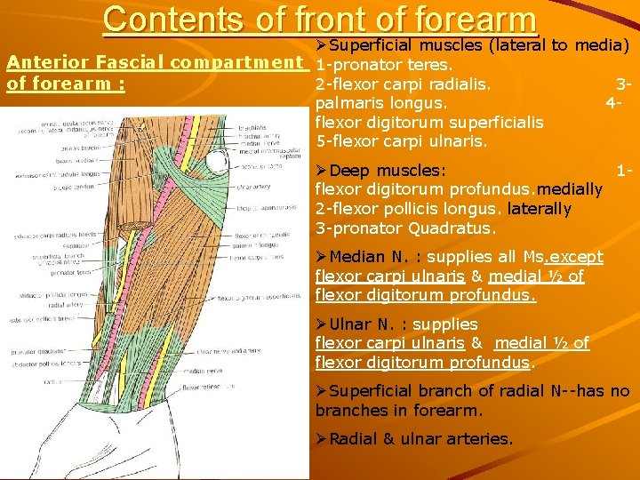 Contents of front of forearm ØSuperficial muscles (lateral to media) Anterior Fascial compartment 1