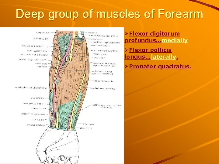 Deep group of muscles of Forearm ØFlexor digitorum profundus…medially ØFlexor pollicis longus…laterally. ØPronator quadratus.