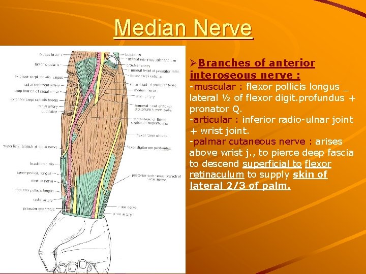 Median Nerve ØBranches of anterior interoseous nerve : -muscular : flexor pollicis longus _