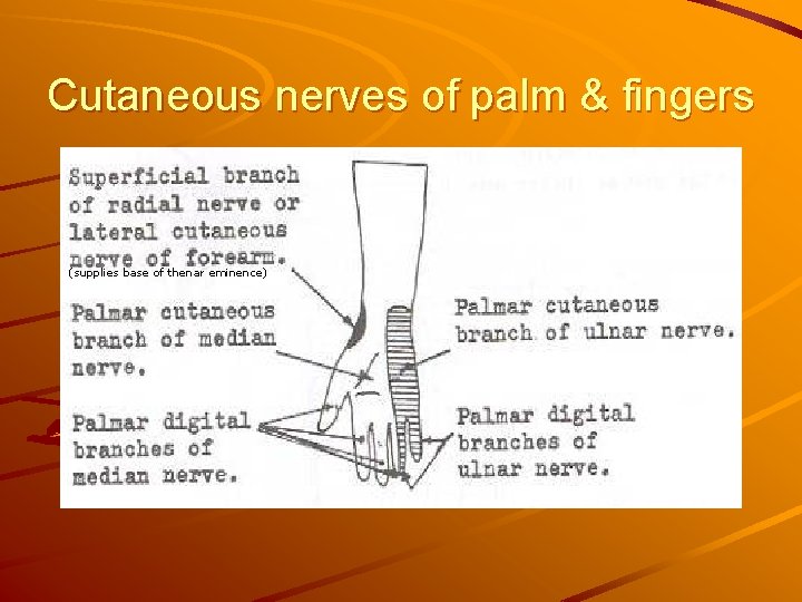 Cutaneous nerves of palm & fingers (supplies base of thenar eminence) 
