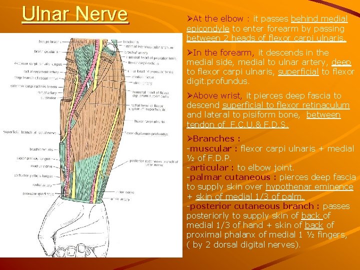 Ulnar Nerve ØAt the elbow : it passes behind medial epicondyle to enter forearm