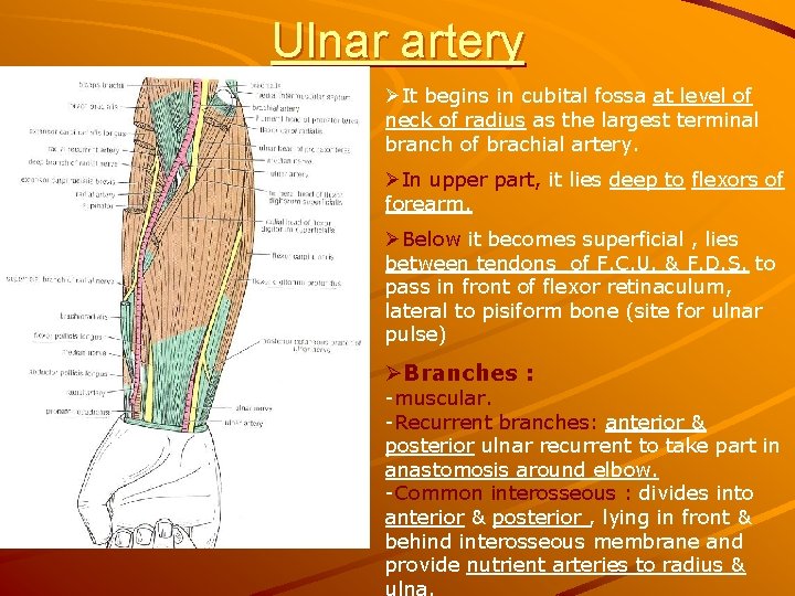 Ulnar artery ØIt begins in cubital fossa at level of neck of radius as