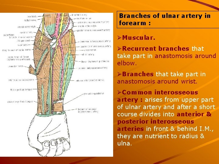 Branches of ulnar artery in forearm : ØMuscular. ØRecurrent branches that take part in
