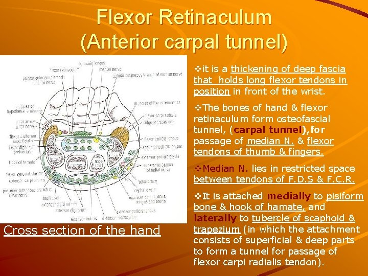 Flexor Retinaculum (Anterior carpal tunnel) vit is a thickening of deep fascia that holds