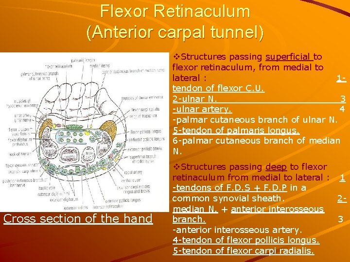 Flexor Retinaculum (Anterior carpal tunnel) v. Structures passing superficial to flexor retinaculum, from medial