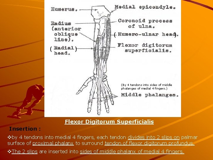 ( ( ) ) (By 4 tendons into sides of middle phalanges of medial