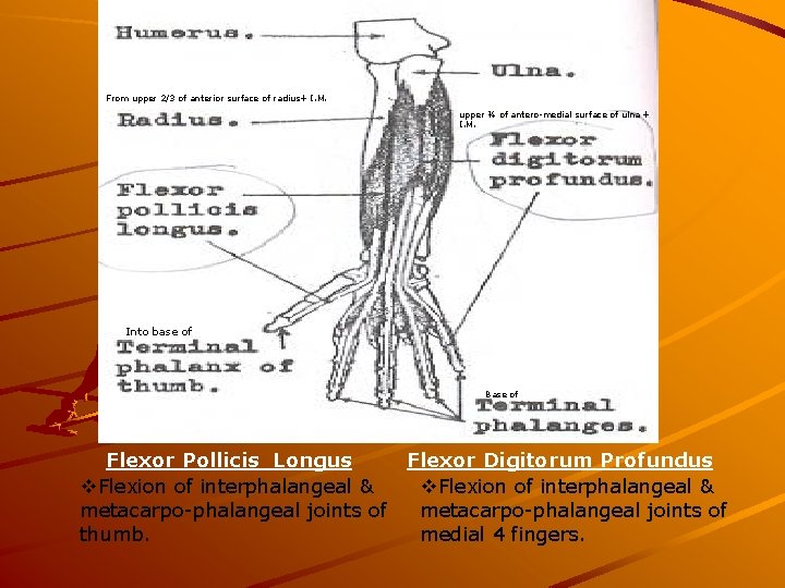 From upper 2/3 of anterior surface of radius+ I. M. upper ¾ of antero-medial