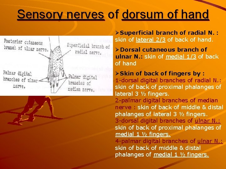 Sensory nerves of dorsum of hand ØSuperficial branch of radial N. : skin of