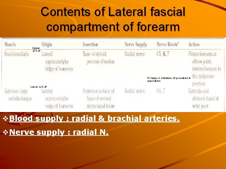 Contents of Lateral fascial compartment of forearm Upper 2/3 of It helps in initiation