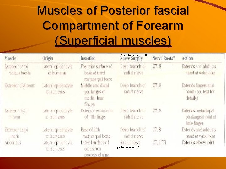 Muscles of Posterior fascial Compartment of Forearm (Superficial muscles) Post. Interosseous N. (N. to