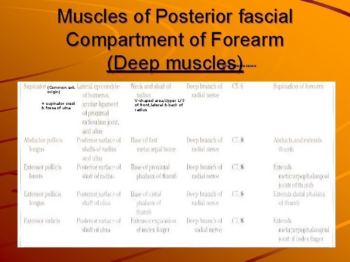 Muscles of Posterior fascial Compartment of Forearm (Deep muscles) Post. interosseous N. (Common ext.