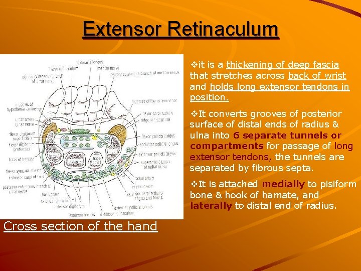 Extensor Retinaculum vit is a thickening of deep fascia that stretches across back of