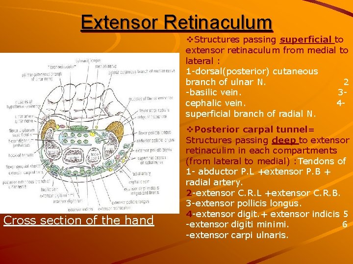 Extensor Retinaculum v. Structures passing superficial to extensor retinaculum from medial to lateral :