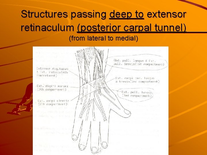 Structures passing deep to extensor retinaculum (posterior carpal tunnel) (from lateral to medial) 