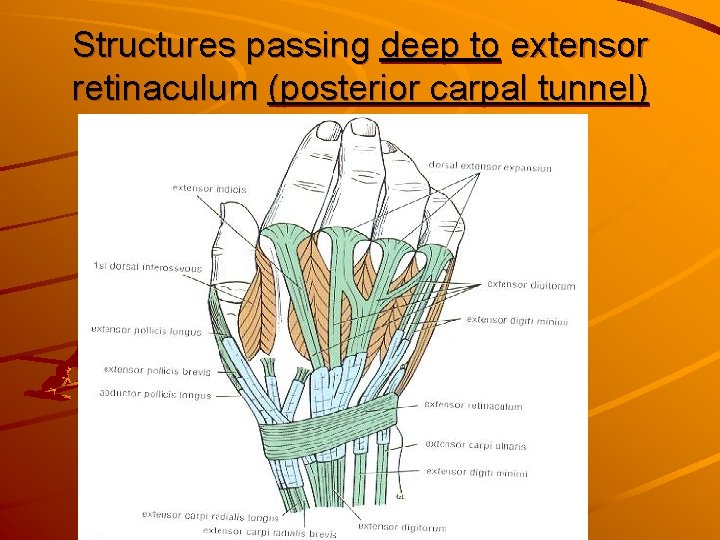 Structures passing deep to extensor retinaculum (posterior carpal tunnel) 