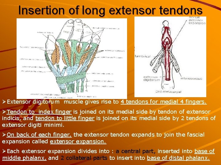 Insertion of long extensor tendons ØExtensor digitorum muscle gives rise to 4 tendons for