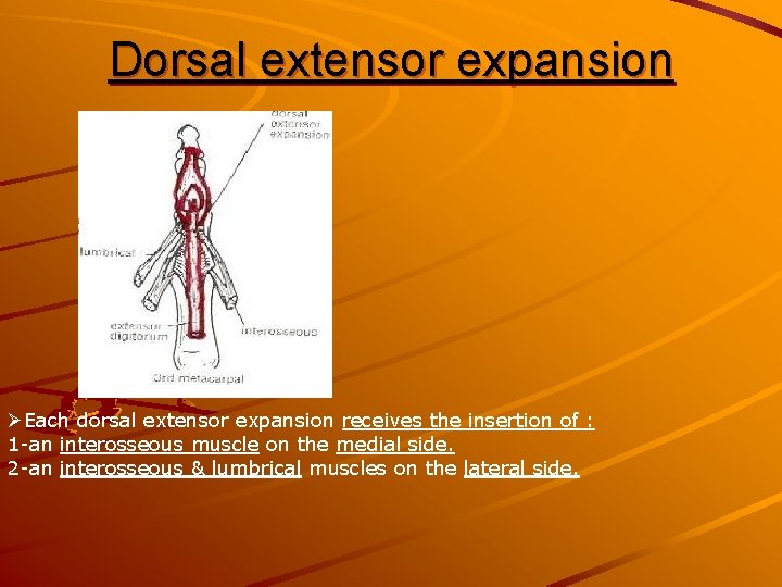 Dorsal extensor expansion ØEach dorsal extensor expansion receives the insertion of : 1 -an